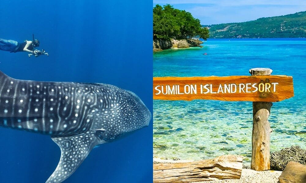 whale shark and sumilon island tour